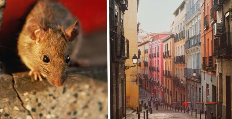 ‘Essential to act!’ Spanish authorities issue urgent warning over invasion of black rats
