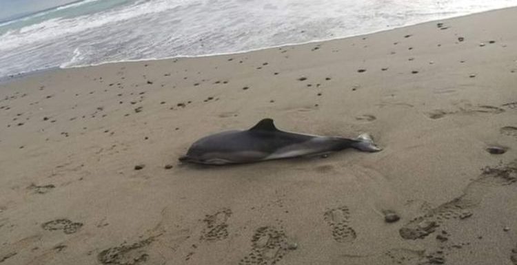 Horror as dead dolphins wash up on Spain’s Costa del Sol beaches – ‘weeks of madness’