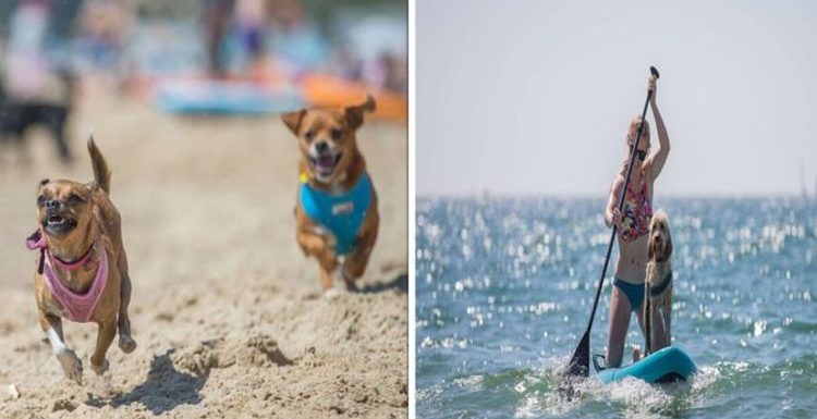 Teaching dogs to surf for the UK’s only Dog Surfing Championships – ‘Hilarious’