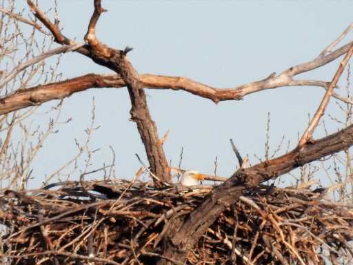 Standley Lake bald eagle couple appears to be tending to a new egg