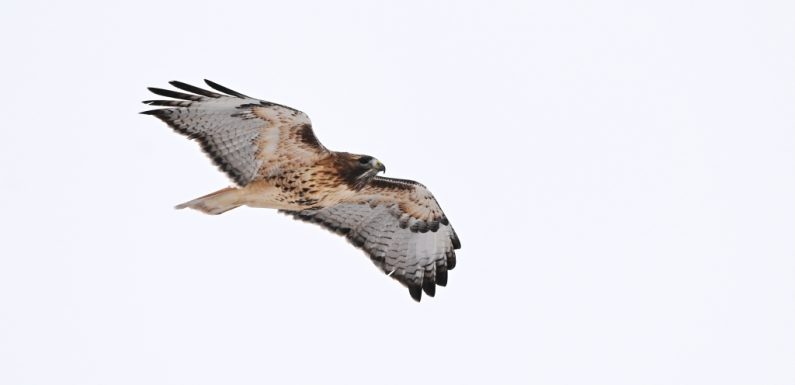 To protect nesting raptors, parts of Rocky Mountain National Park will be closed through July