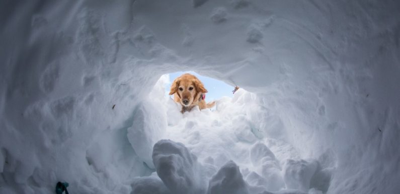 C-RAD, a Summit County nonprofit, is leader for avalanche dog training