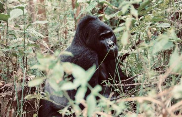 Go2Africa joins forces with Fossey Fund on gorilla-trekking packages: Travel Weekly