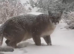 Mountain lion attacks and injures man in Montezuma County, officials say