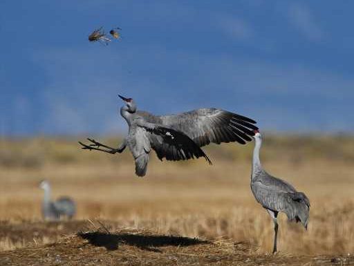 PHOTOS: Sandhill Cranes migrate through Colorado’s San Luis Valley – The Denver Post