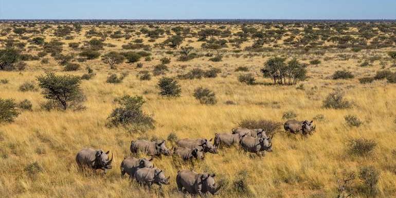 Game reserve offers an opportunity to assist in study of rhinos in South Africa: Travel Weekly