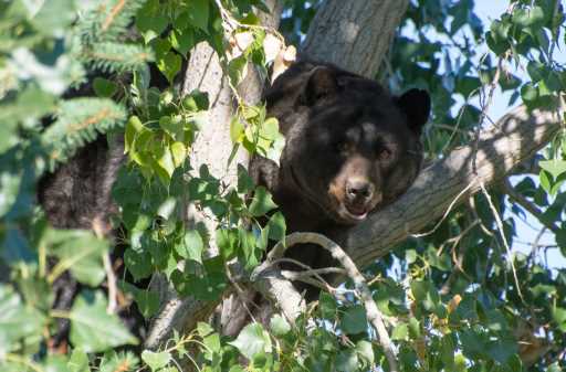 Lip gloss lures bear to Larkspur property where the bruin broke into two vehicles.