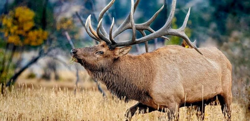 Skull, antler illegally removed from popular elk in Rocky Mountain National Park