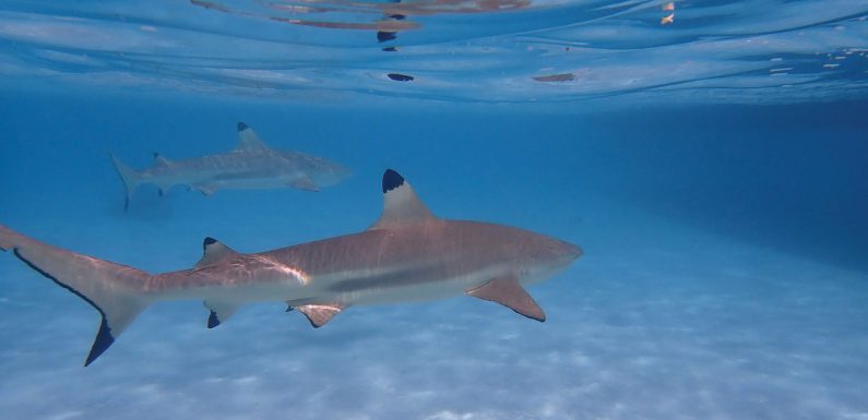 Windstar's Star Breeze is the jumping off point to explore the waters of Tahiti: Travel Weekly