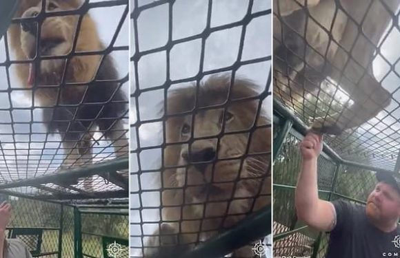 Amazing footage of lions clambering over cage with tourists inside