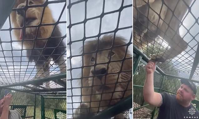Amazing footage of lions clambering over cage with tourists inside
