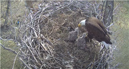 Bald eaglet killed by raccoon at Xcel Fort St. Vrain nest that’s livestreamed via webcam
