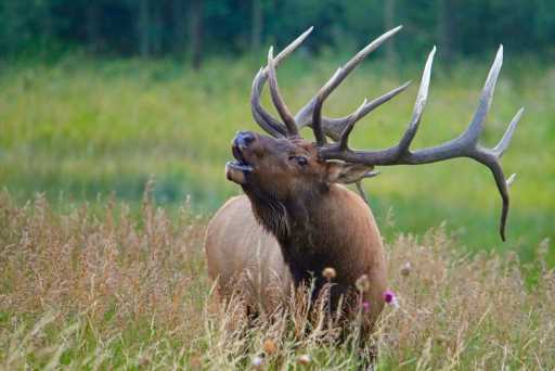 Groups working to memorialize iconic Rocky Mountain elk Kahuna in Estes Park