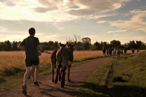 Burro running in Denver: Donkey racing, runs gaining popularity in city