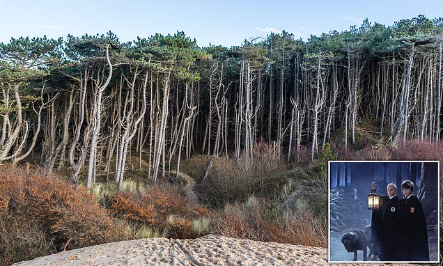 Inside Merseyside's answer to Harry Potter's Forbidden Forest