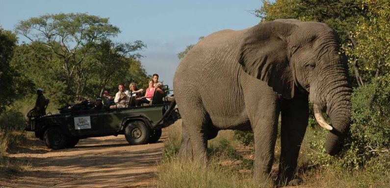 South Africa drops all Covid restrictions, and its travel industry celebrates: Travel Weekly