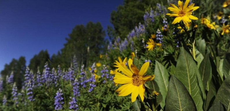 Colorado wildflower season 2022: This year’s blooms are peaking soon and may last longer this year