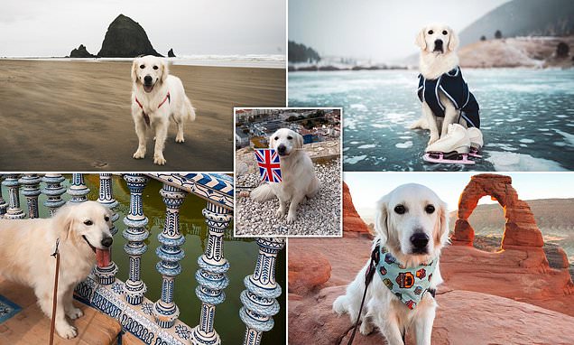 Meet the globetrotting service dog with over 70,000 TikTok followers