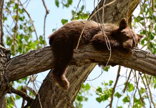 Colorado has killed 63 bears this year, urges bear-proofed homes