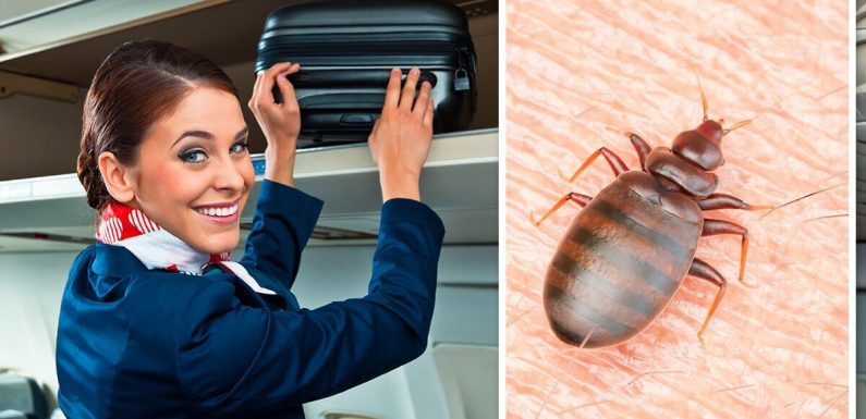 Flight attendant’s ‘ziploc’ hack to keep bedbugs at bay as Spain hit by ‘plague’