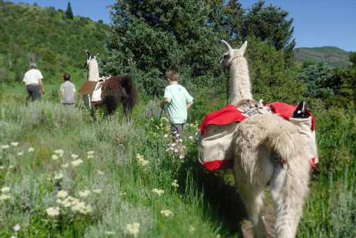 Meet the most unusual animals in Colorado, including llamas, gators, camels and tarantulas