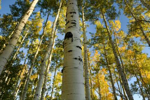 Colorado fall colors, leaf peeping and aspens might be damaged by rain