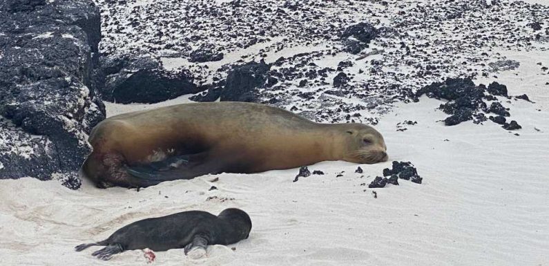 It's all about the adventure on Lindblad's Galapagos expedition cruise: Travel Weekly