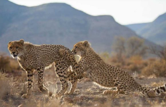Ker & Downey itinerary immerses guests in cheetah conservation efforts: Travel Weekly