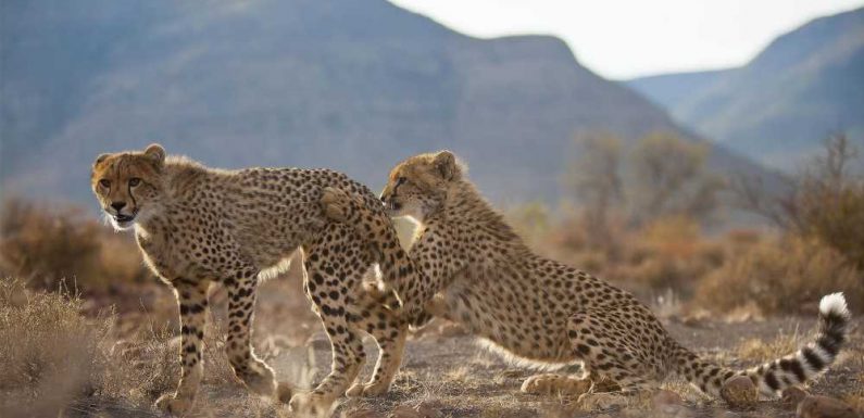 Ker & Downey itinerary immerses guests in cheetah conservation efforts: Travel Weekly