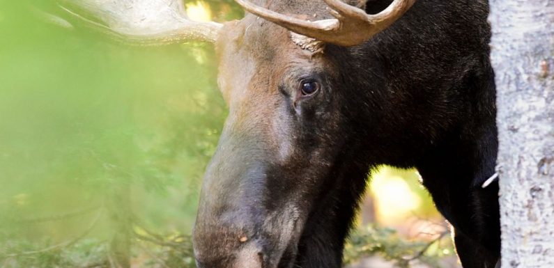 Moose attacks hunter causing life-threatening injuries in Larimer County