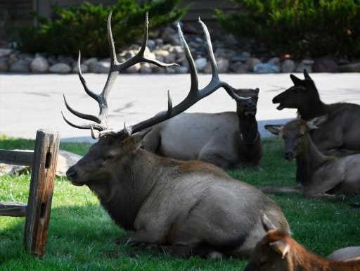 Rocky Mountain National Park overnight meadow closures elk rutting season