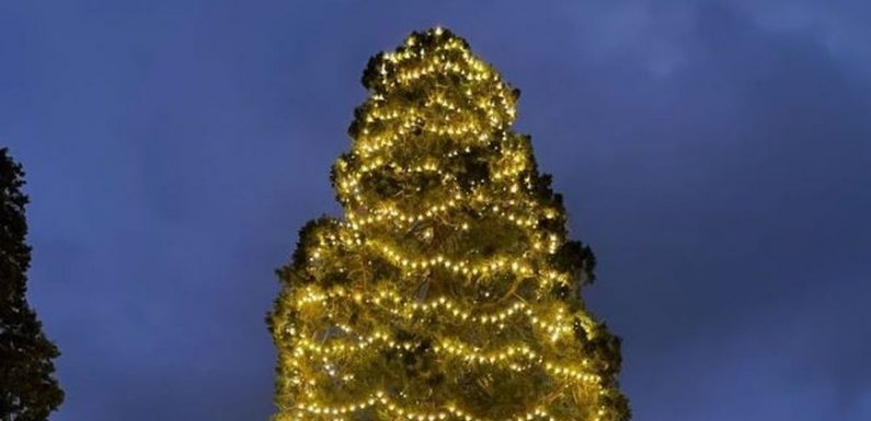 You can visit the UK’s tallest Christmas tree on a magical festive trail