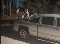 Moose fight in Steamboat Springs goes viral on video