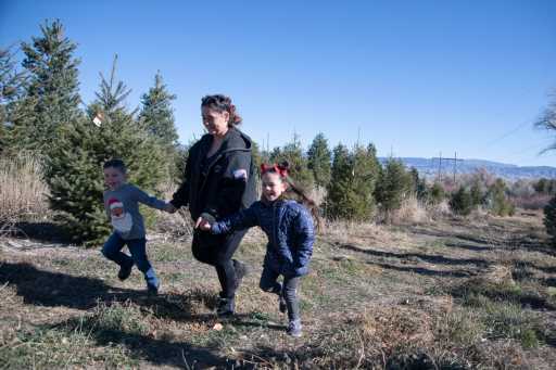 Cut your own Christmas tree at this Montrose ranch, no permit required