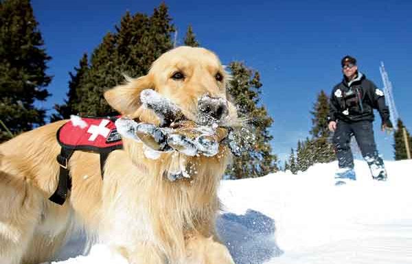 Vail’s original avalanche dog, Henry, dies at age 15