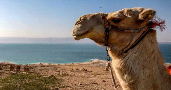 Hotel accuses Brit of going missing at sea and then turning up petting a camel