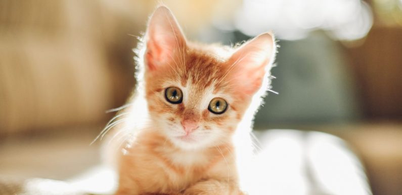 Airline offers free flights to people willing to adopt adorable stray kittens