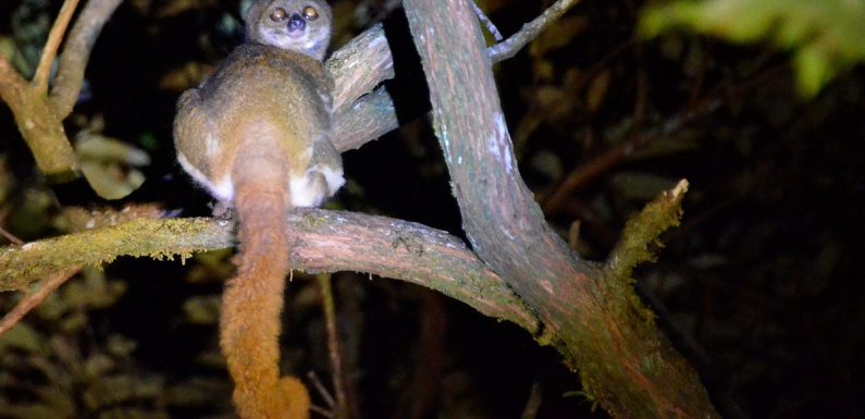 Madagascar's majesty is on full display on Masoala Peninsula
