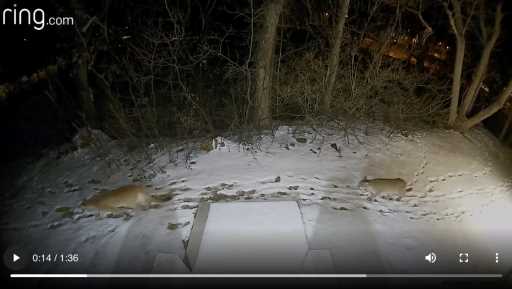 Pair of mountain lions caught on camera near downtown Boulder