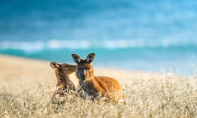 Why Adelaide and Kangaroo Island make the ultimate Australian escape