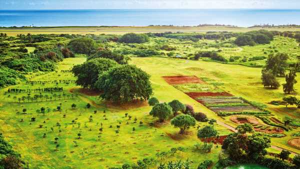 Bird-watching tour takes wing on Kauai