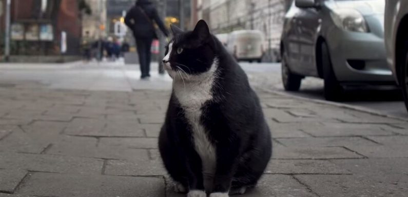 Chubby cat becomes top-rated tourist attraction in Polish city