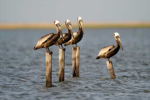 Colorado birder spreads her wings in Mexico’s Yucatán