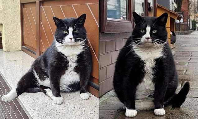 Fat cat becomes Polish city's top-rated tourist attraction