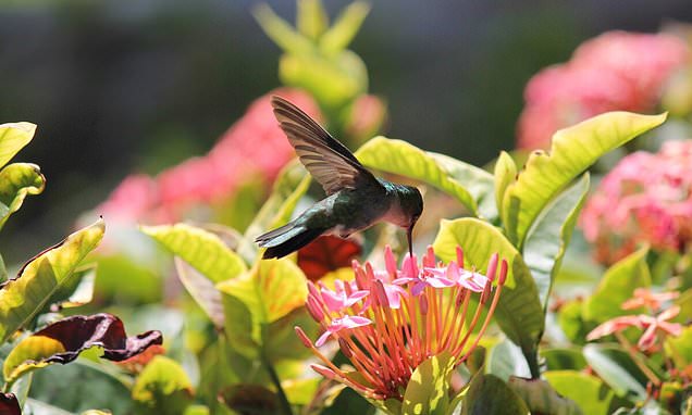 How to see AMAZING wildlife in the Caribbean