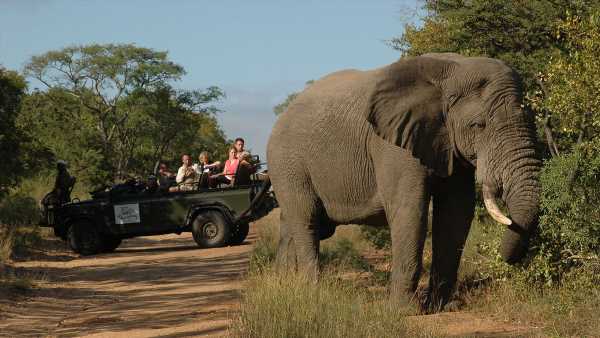 South Africa safaris are gaining in popularity