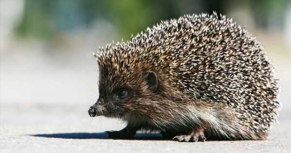 Flight ‘grinding halt’ and firefighters called in as hedgehog spotted on runway
