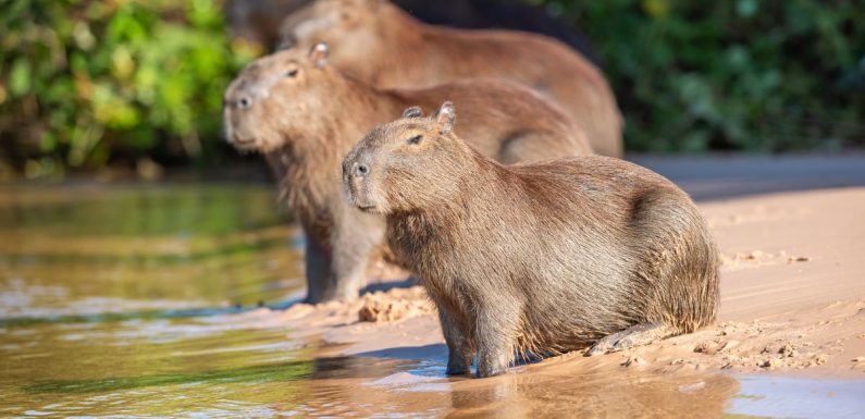 Ryanair posts a tribute to ‘cool’ capybaras that ‘slay’ and people are loving it