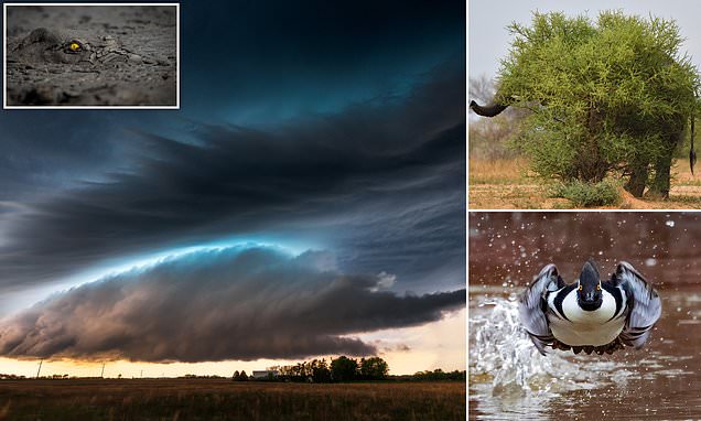 The winners of the 2022 World Nature Photography Awards revealed
