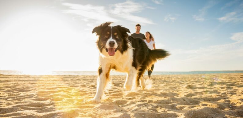 UK beaches from Scotland to Cornwall prepare to ban dogs this summer